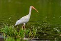 088 Tarcoles, witte ibis